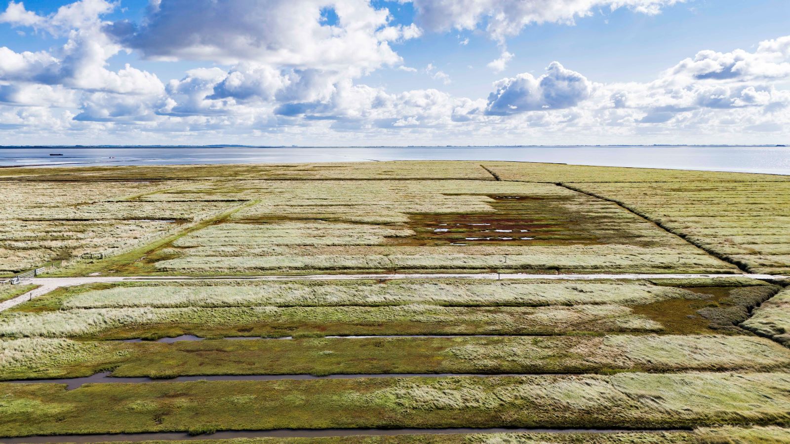 PRODUKTION - 23.09.2025, Schleswig-Holstein, Reu&szlig;enk&ouml;ge: Die Sonne scheint auf Salzwiesen an der Nordsee. Vor 40 Jahren beschloss der Kieler Landtag die Einrichtung eines Nationalparks im schleswig-holsteinischen Wattenmeer. 2009 wurde das Wattenmeer von der Unesco als Weltnaturerbe anerkannt. (zu dpa: &laquo;Schrumpfendes Wattenmeer? Welche Folgen der Klimawandel hat&raquo;) Foto: Frank Molter/dpa +++ dpa-Bildfunk +++