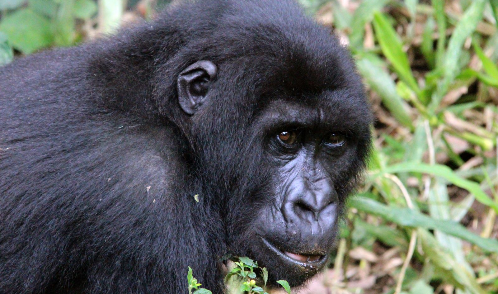 ARCHIV - 08.12.2016, Kongo, Rumangabo: Ein Berggorilla sitzt im Gehege des &laquo;Senkwekwe&raquo;-Zentrum, des weltweit einzigen Waisenhauses f&uuml;r solche Menschenaffen im Virunga-Nationalpark in Rumangabo. Im ugandischen Gebiet der Virunga-Berge sind vier seltene Berggorillas offenbar einem Blitzschlag zum Opfer gefallen. Foto: J&uuml;rgen B&auml;tz/dpa +++ dpa-Bildfunk +++