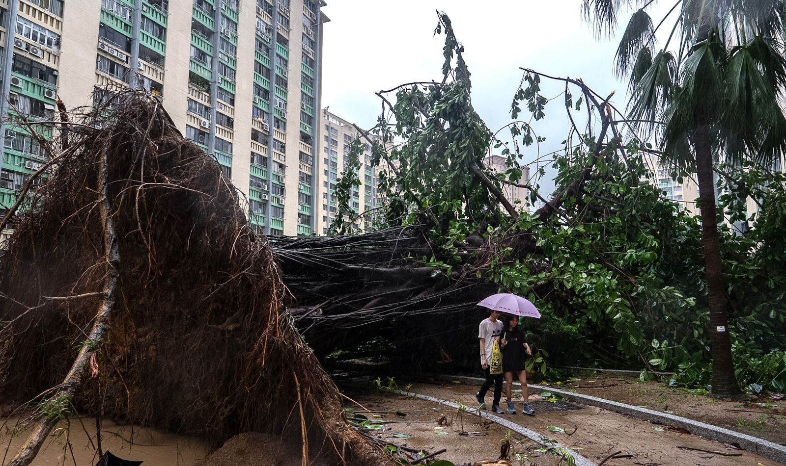 24.09.2025, China, Hongkong: Ein entwurzelter Baum blockiert einen Weg in der Gegend von Ho Man Tin, w&auml;hrend sich der Supertaifun Ragasa in Hongkong n&auml;hert. Foto: Chan Long Hei/AP/dpa +++ dpa-Bildfunk +++