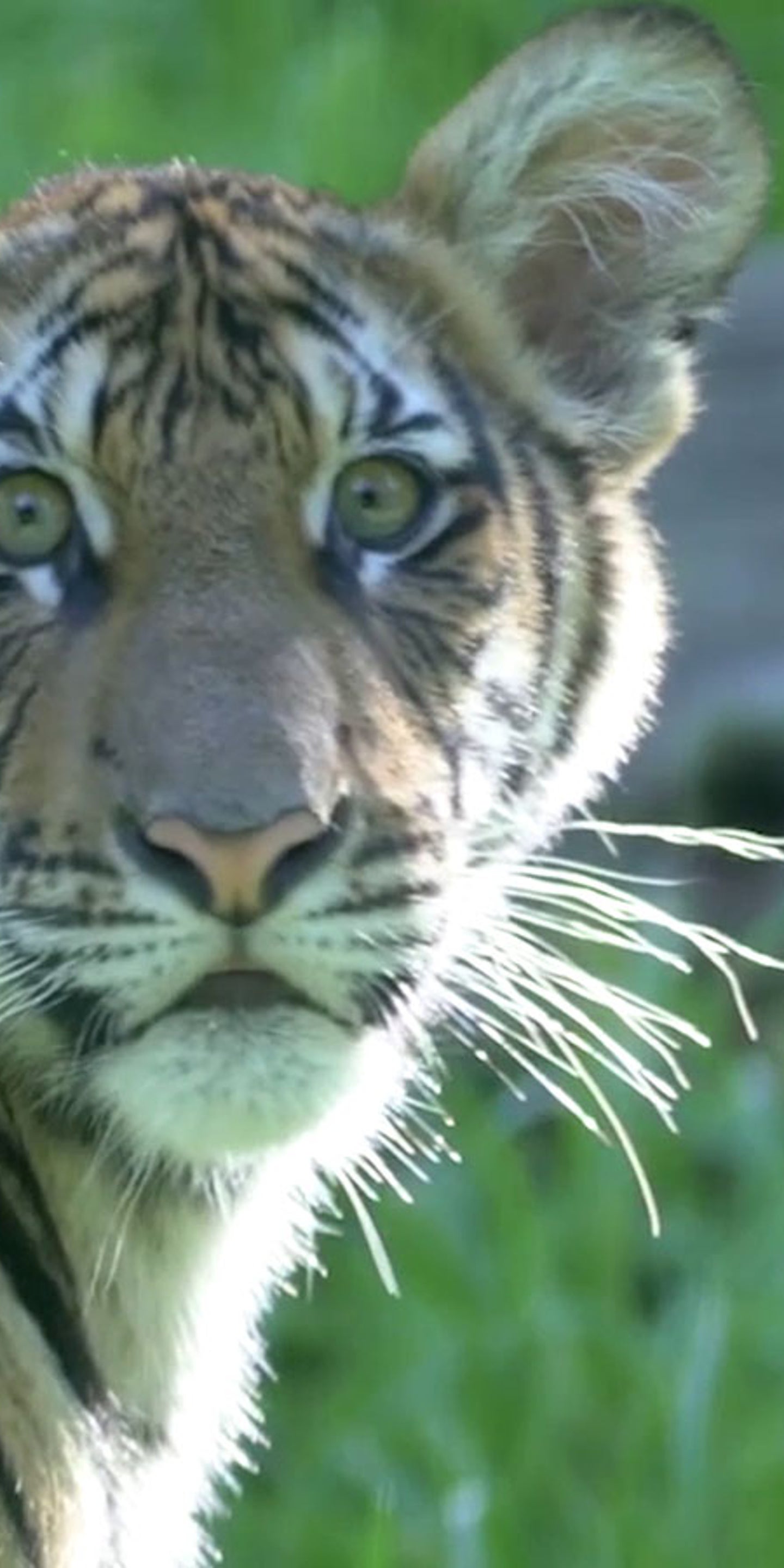 Corona Pfleger Infiziert Tiger Videos Von The Weather Channel Weather Com