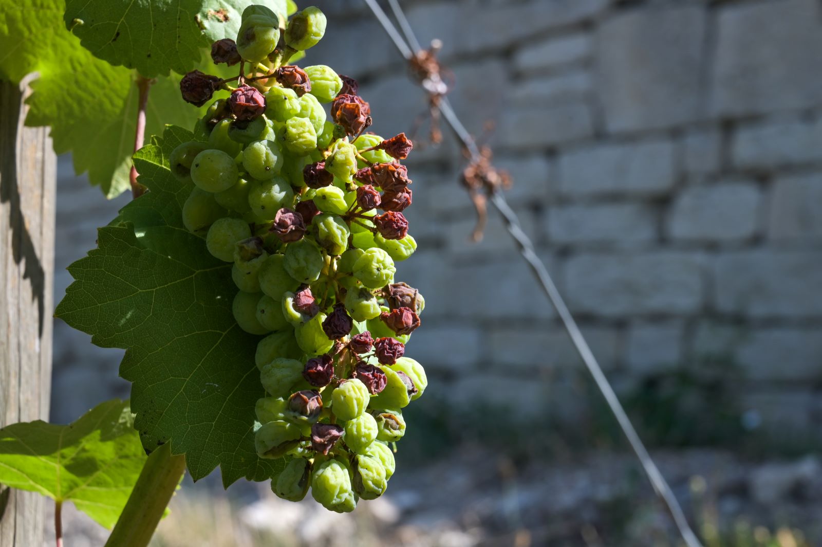 Die anhaltende Hitze und Trockenheit verursacht Sch&auml;den an den Weintrauben. 
