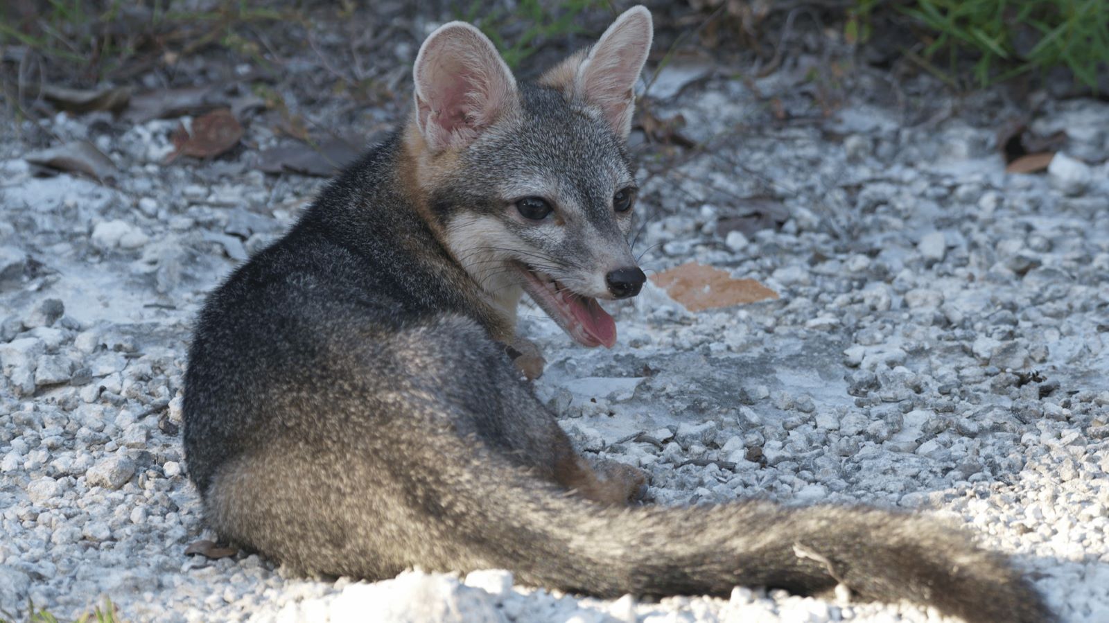Der Cozumel-Zwergfuchs. Credit: Rafael Chac&oacute;n 