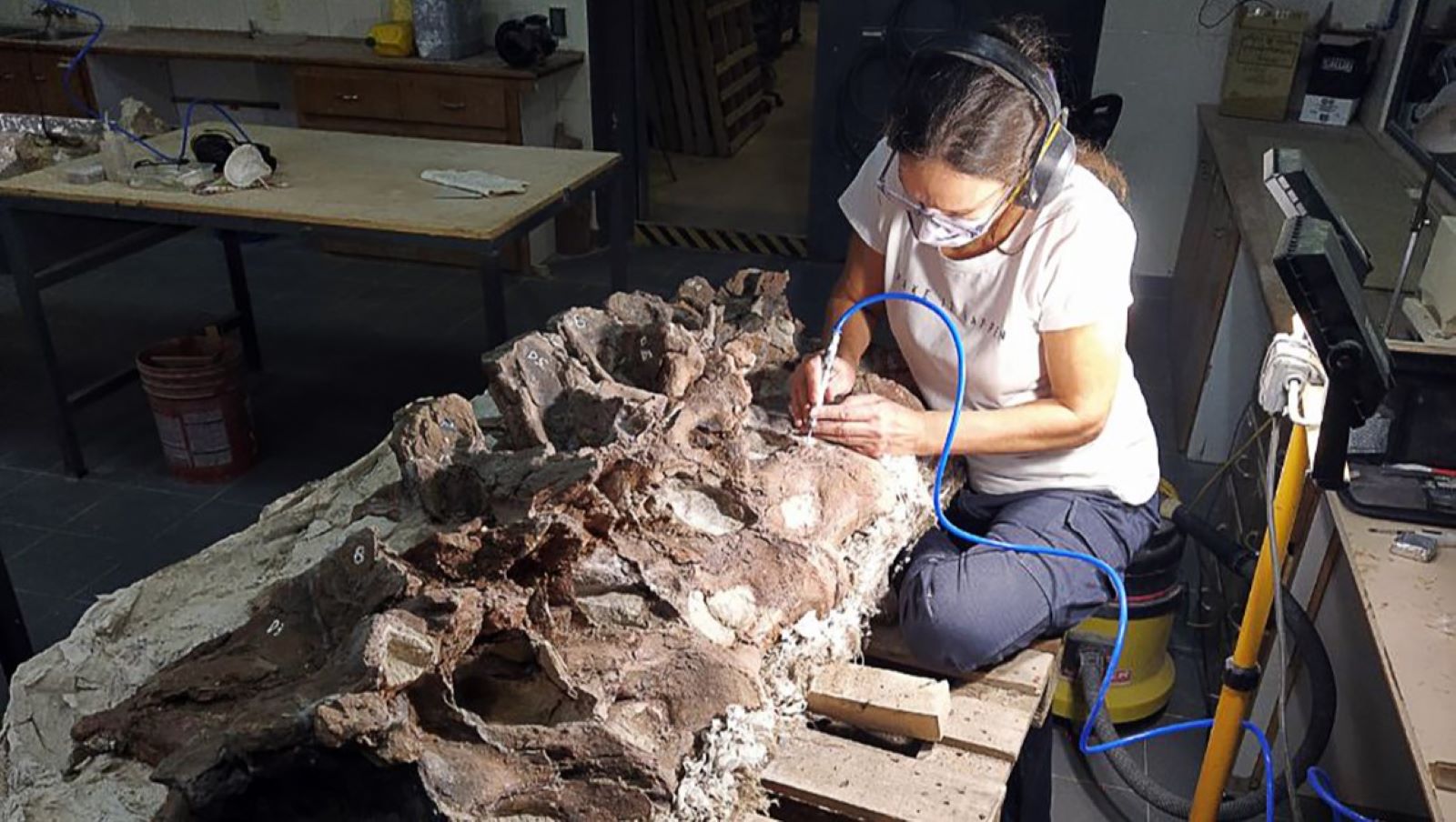 HANDOUT - 17.04.2026, Argentinien, Trelew: Dieses von SNSB zur Verf&uuml;gung gestellte Foto zeigt die Wirbel eines bislang unbekannten Langhalssauriers, der in Patagonien entdeckt wurde, bei der Pr&auml;paration im Museo Paleontol&oacute;gico Egidio Feruglio. Der rund 155 Millionen Jahre alte Dinosaurier aus der oberen Jurazeit wurde Bicharracosaurus dionidei genannt, wie die Staatlichen Naturwissenschaftlichen Sammlungen Bayerns (SNSB) mitteilten. Foto: Amalia Villafa&ntilde;e/SNSB &ndash; Staatliche Naturwissenschaftliche Sammlungen Bayerns/dpa - ACHTUNG: Nur zur redaktionellen Verwendung im Zusammenhang mit der aktuellen Berichterstattung und nur mit vollst&auml;ndiger Nennung des vorstehenden Credits +++ dpa-Bildfunk +++