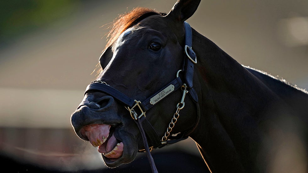Kentucky Derby hopeful Forte waits to get a bath after a workout at Churchill Downs Tuesday, May 2, 2023, in Louisville, Ky. The 149th running of the Kentucky Derby is scheduled for Saturday, May 6. (AP Photo/Charlie Riedel)
