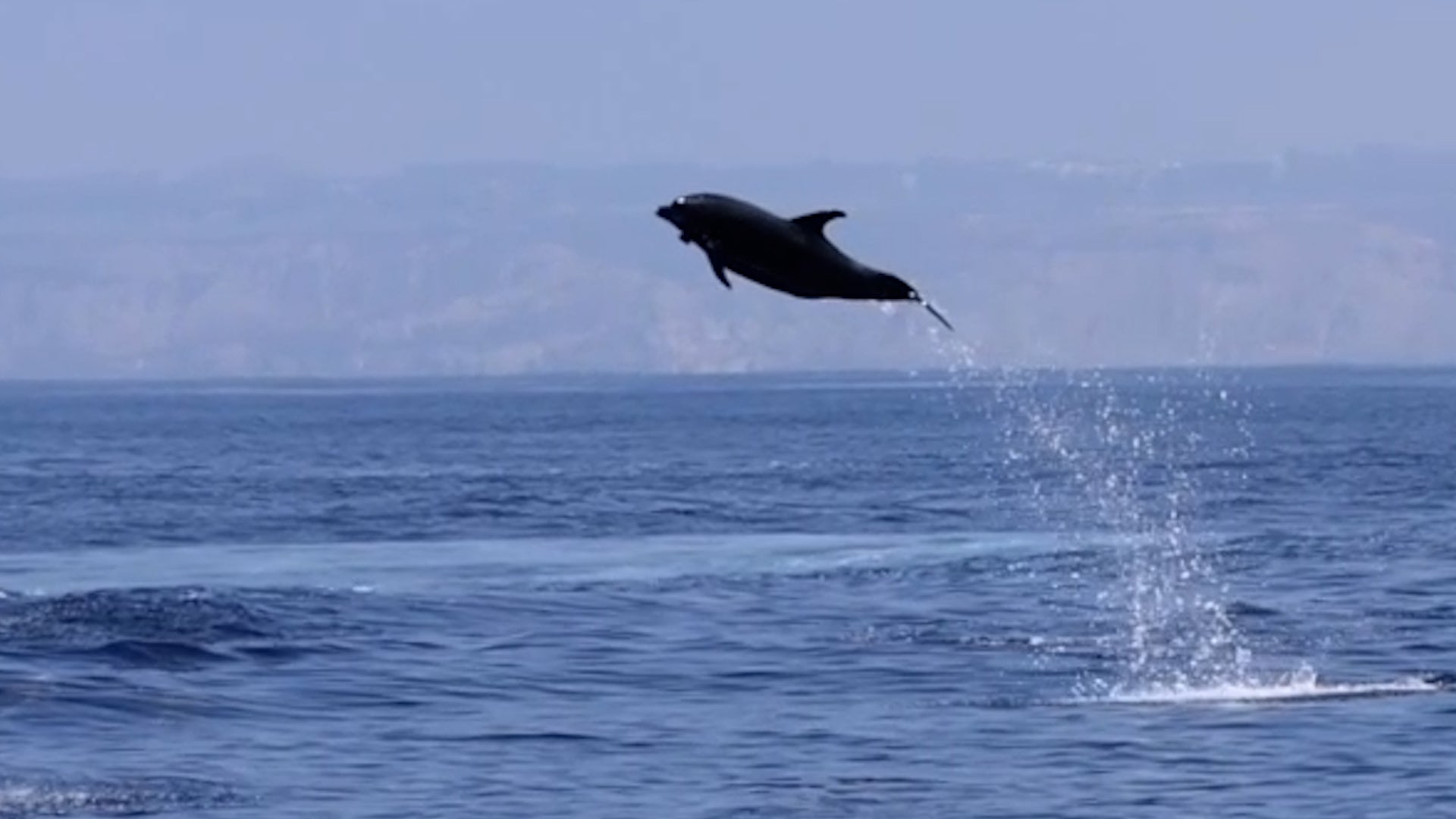 Watch: Dolphins Leap 20 Feet Into The Air - Videos from The Weather Channel