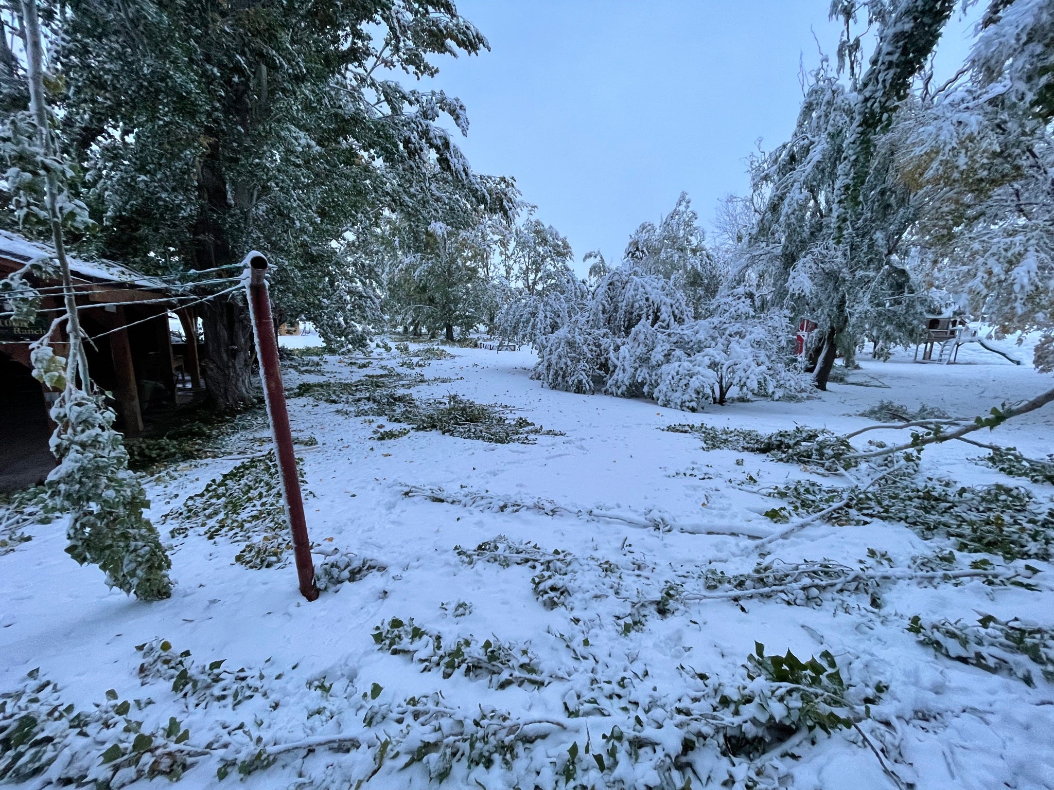 Branches are scattered on a property in Hyrum, Utah, on Oct. 12, 2021, after snow pounded the area. (Twitter/@smackdowntay)
