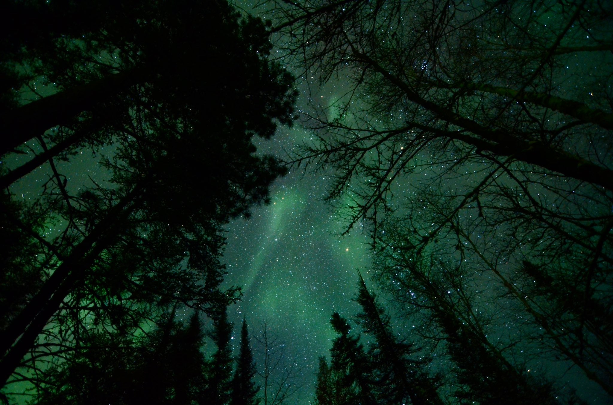 The aurora is seen through the trees at Boundary Waters Canoe Area Wilderness near Ely, Minn., in the early hours of Nov. 4, 2021. (Twitter/@alexfalconrt)