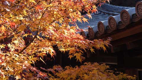 KYOTO, JAPAN - 2021/11/26: Autumn colored leaves inside Tofuku-ji Temple.
Tofuku-ji Temple is one of the five Kyoto Gozan temples. Established in the Kamakura Period, it has maintained its Zen architecture since the Middle Ages. It is popular for its charming views during the Momiji season. (Photo by Stanislav Kogiku/SOPA Images/LightRocket via Getty Images)