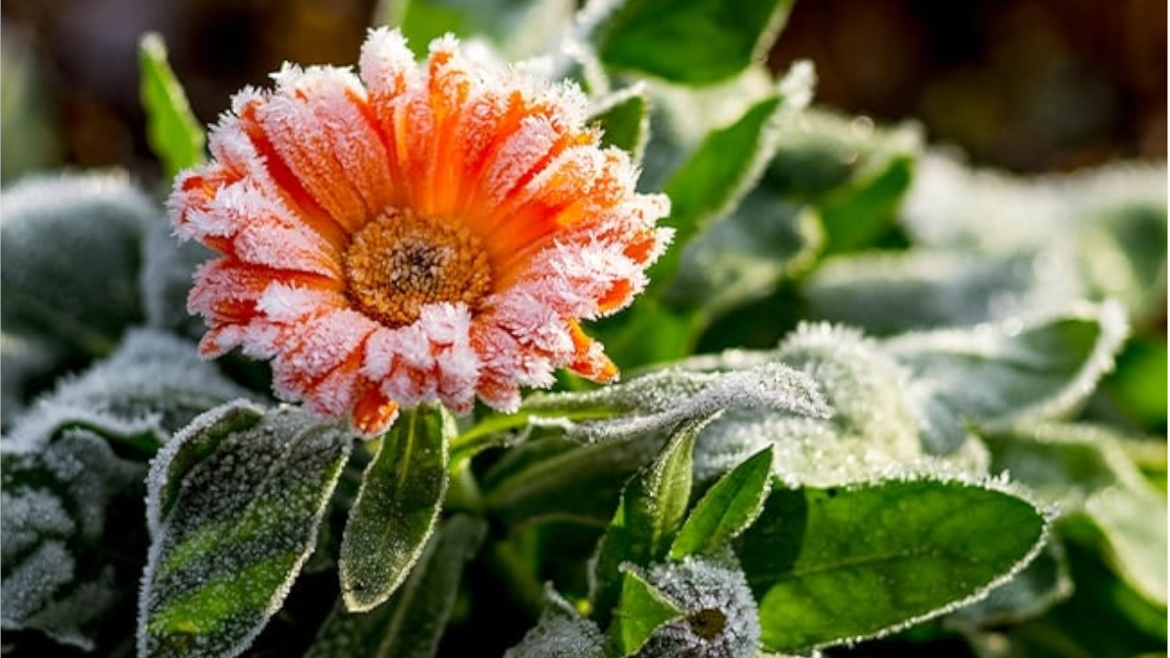 A frosted flower - Your Average First Frost Date: Farmers' Almanac