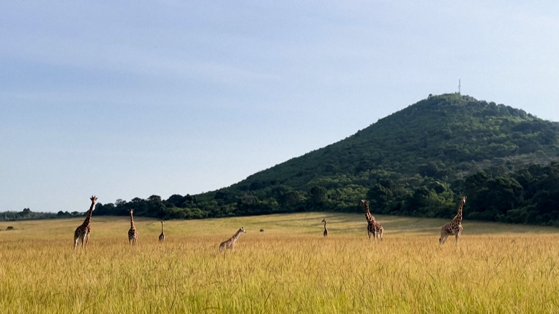 African Communities Unite To Save Giraffes – Videos from CBS26