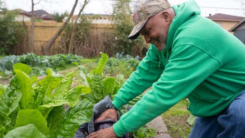 Terry Garner harvests a red cabbage in a community garden plot on Feb. 14, 2025, in Houston. (Sharon Steinmann/Houston Chronicle via Getty Images)