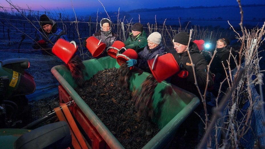 Harvesting frozen grapes for ice wine in Saxony-Anhalt, Germany, 1/21/19