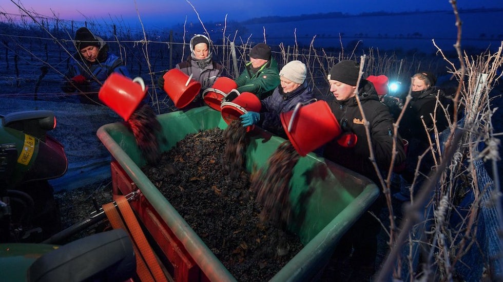 Harvesting frozen grapes for ice wine in Saxony-Anhalt, Germany, 1/21/19