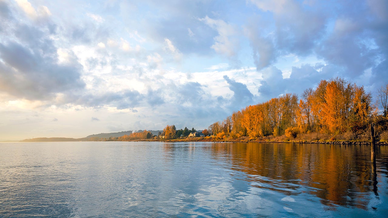 A landscape shows a band of bright yellow autumn trees growing on the banks of the quiet Columbia River in Washington. (Getty Images)
