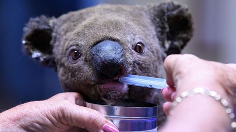 Thousands Of Koalas Feared Dead In Australia Wildfires The Thousands Of Koalas Feared Dead In Australia Wildfires The