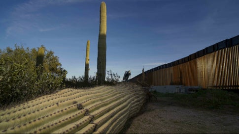 Sacred Saguaro Cactus Being Destroyed In Border Wall Construction