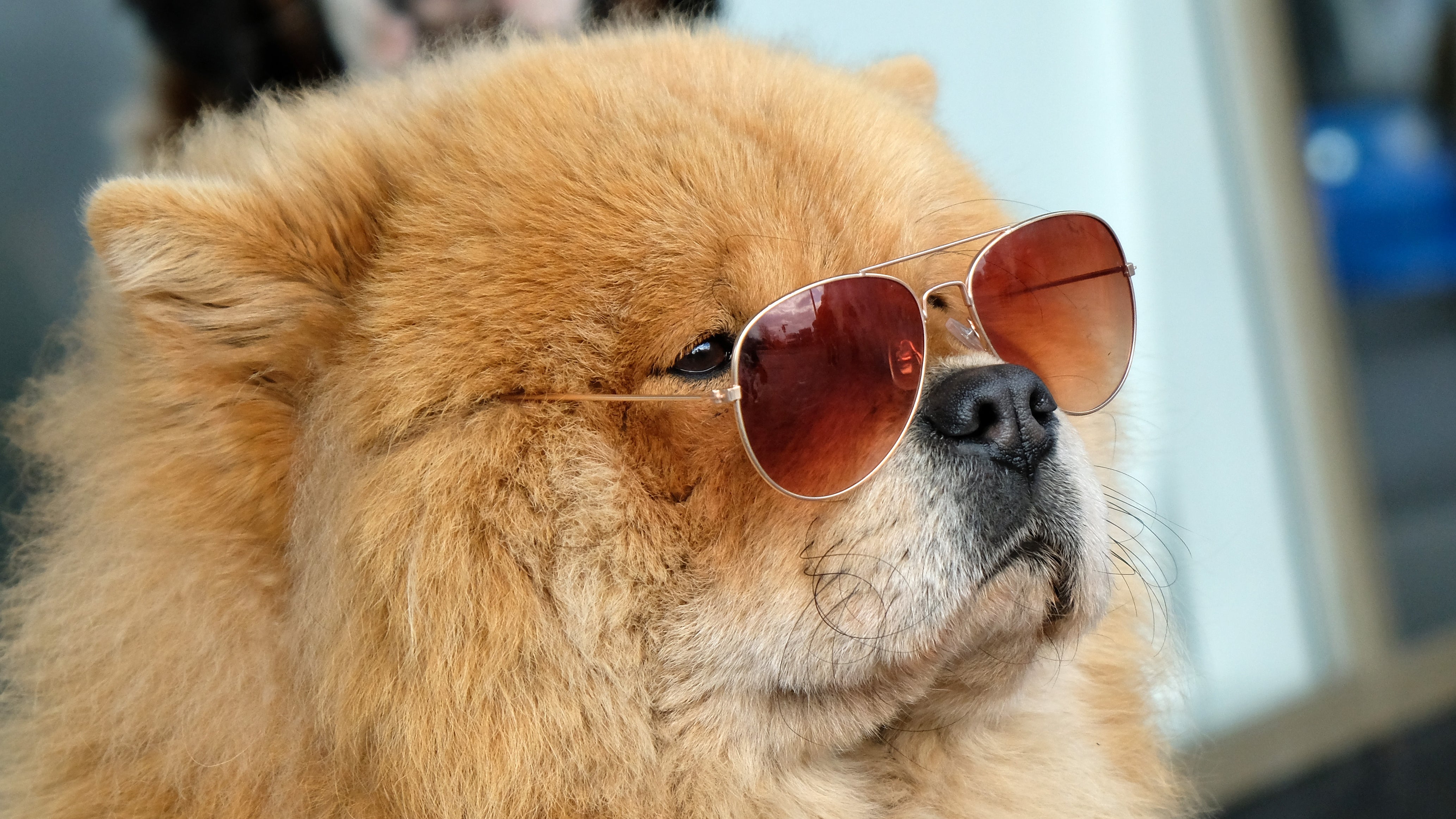 What Dog Has The Worst Temperament