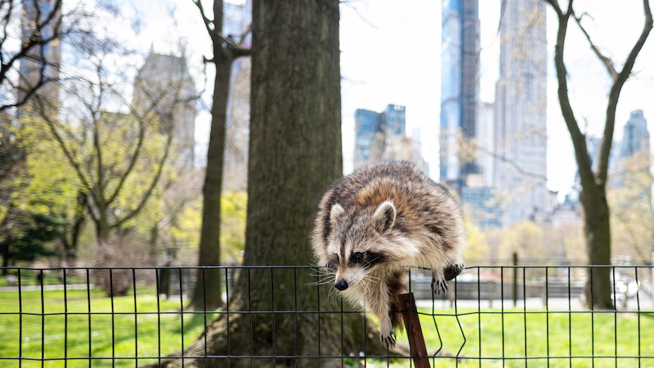 Raccoon in near-deserted Central Park in New York, 4/16/20