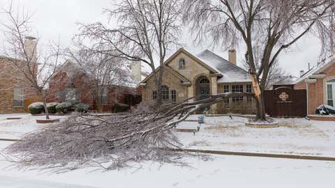 This photo taken Thursday, Feb. 3, 2022, shows a damaged tree in a neighborhood in Plano, a suburban city of Dallas, Texas. (Photo by Tian Dan/Xinhua via Getty Images)