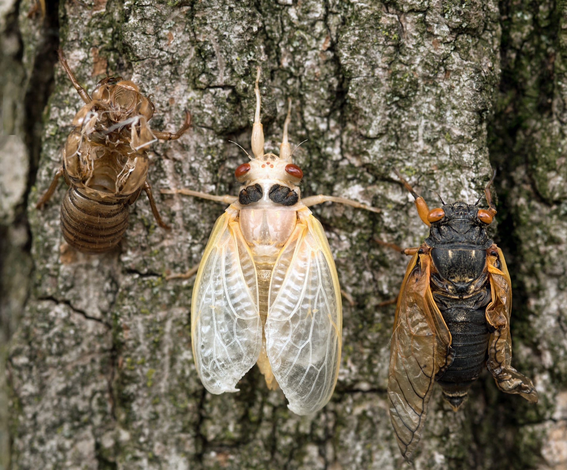 White Cicada nymph surrounded by empty skin on left and mature adult cicada with drying wings on right.