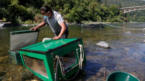 Gilbert Myers, a fisheries technician with the Yurok Fisheries Department, checks fish traps on the Klamath River on June 9, 2021, in Weitchpec, Calif. The Yurok Tribal Fisheries Department has been monitoring a drought-caused fishkill of juvenile salmon brought on by an outbreak of Ceratonova shasta (C. Shasta) along the Klamath River. Due to the extreme drought, water flows on the Klamath River have dropped considerably since the beginning of the year causing the river to flow slower and the water temperature to rise, an environment that C. Shasta thrives in. Yurok Tribal officials expect C. Shasta to kill off nearly all of the juvenile Chinook salmon in the Klamath River which will not only negatively impact fish production, but also the Yurok Tribe, California’s largest federally recognized tribe, whose culture, ceremonies and traditions are linked to the annual fish runs. (Justin Sullivan/Getty Images)