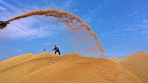 SUSONG, CHINA - NOVEMBER 02: A worker arranges dried rice next to a belt conveyor at a drying center of a farm on November 2, 2021 in Susong County, Anhui Province of China. (Photo by Li Long/VCG via Getty Images)