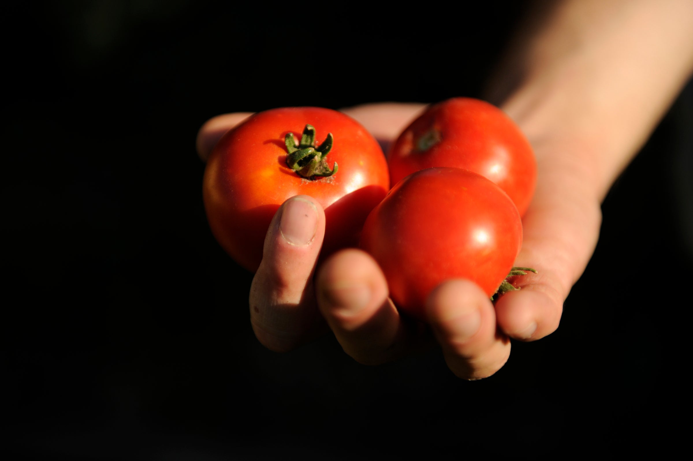 Brian Polk picked weeds and tomatoes Tuesday night, July 10, 2012 in his backyard garden. Right now the potatoes, onions, tomatoes, strawberries, and onions are flourishing. Karl Gehring/The Denver Post  (Photo By Karl Gehring/The Denver Post via Getty Images)