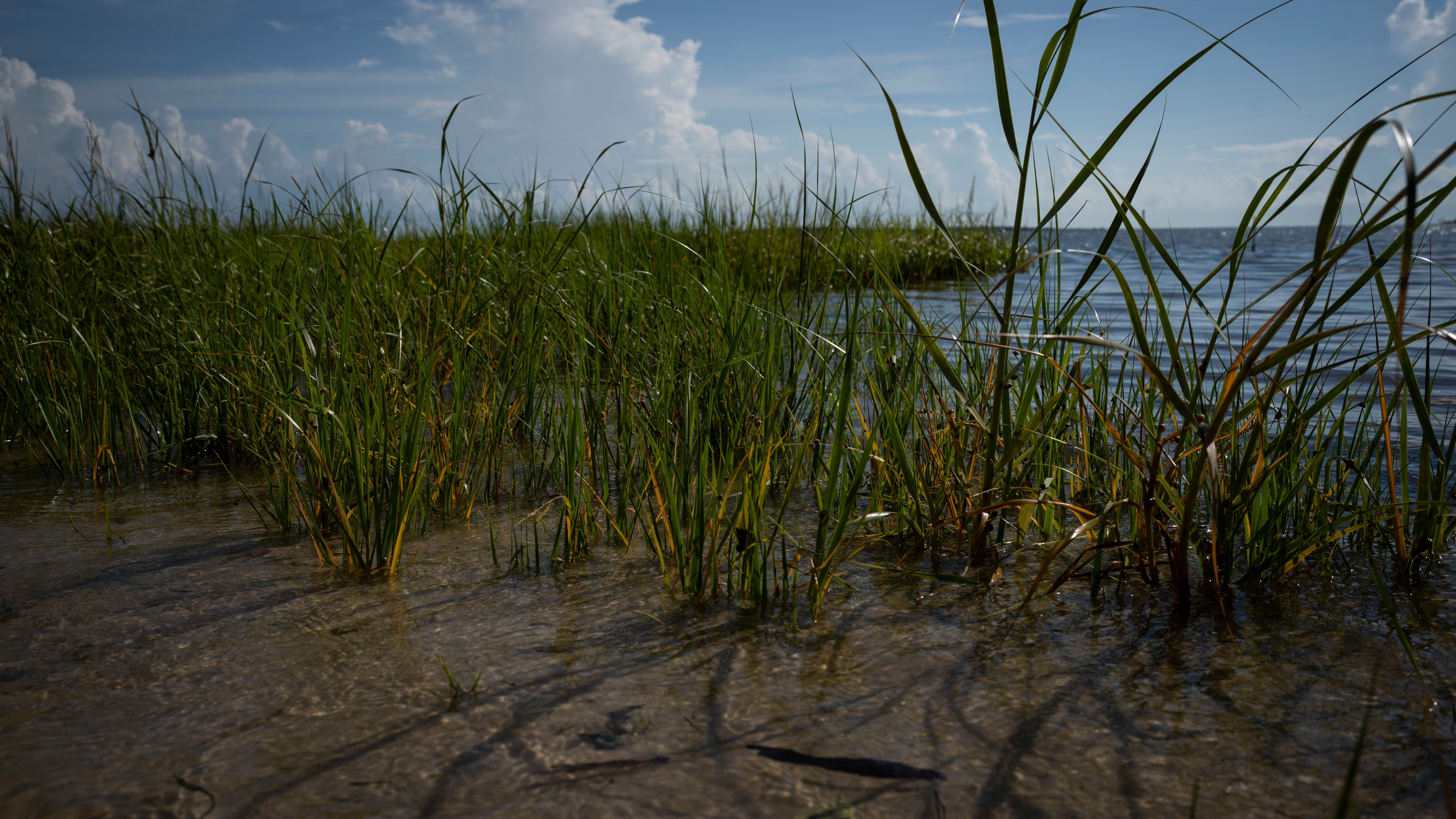 CEDAR KEY, FL - AUGUST 31: Sea grass planted to help protest from storm surge is seen in Cedar Key, Fla. on Thursday, August 31, 2023 a day after Hurricane Idalia passed through the area. (Photo by Thomas Simonetti for The Washington Post via Getty Images)