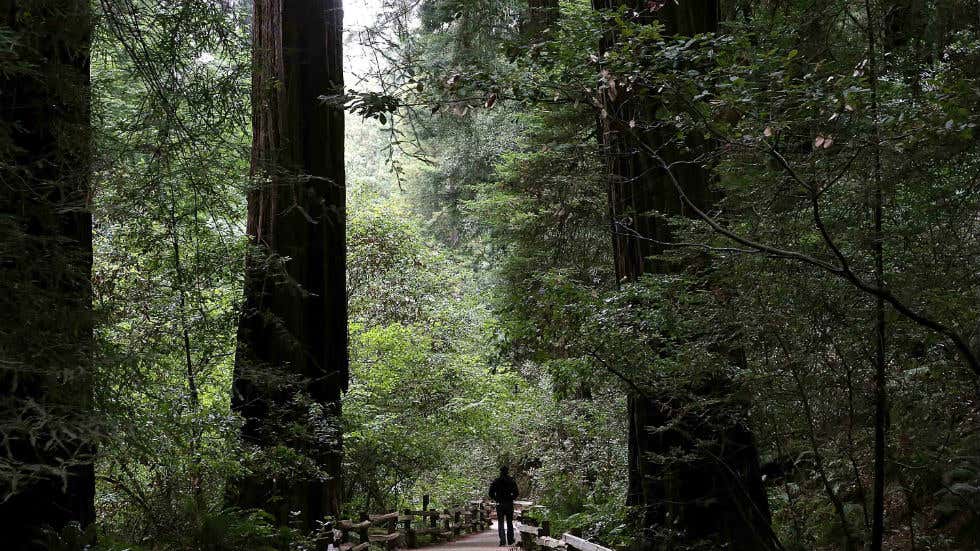 Muir Fallen Tree Falling Giant Redwood Tree Kills Man at Muir Woods National Monument ...