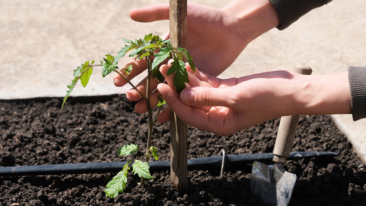 Be sure your plants have support, such as stakes so that storms and heavy winds don&rsquo;t damage them. (Getty Images)