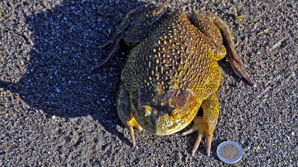 Scientists Found a Frog Fossil in Antarctica. Here's Why That's Big News | The Weather Channel