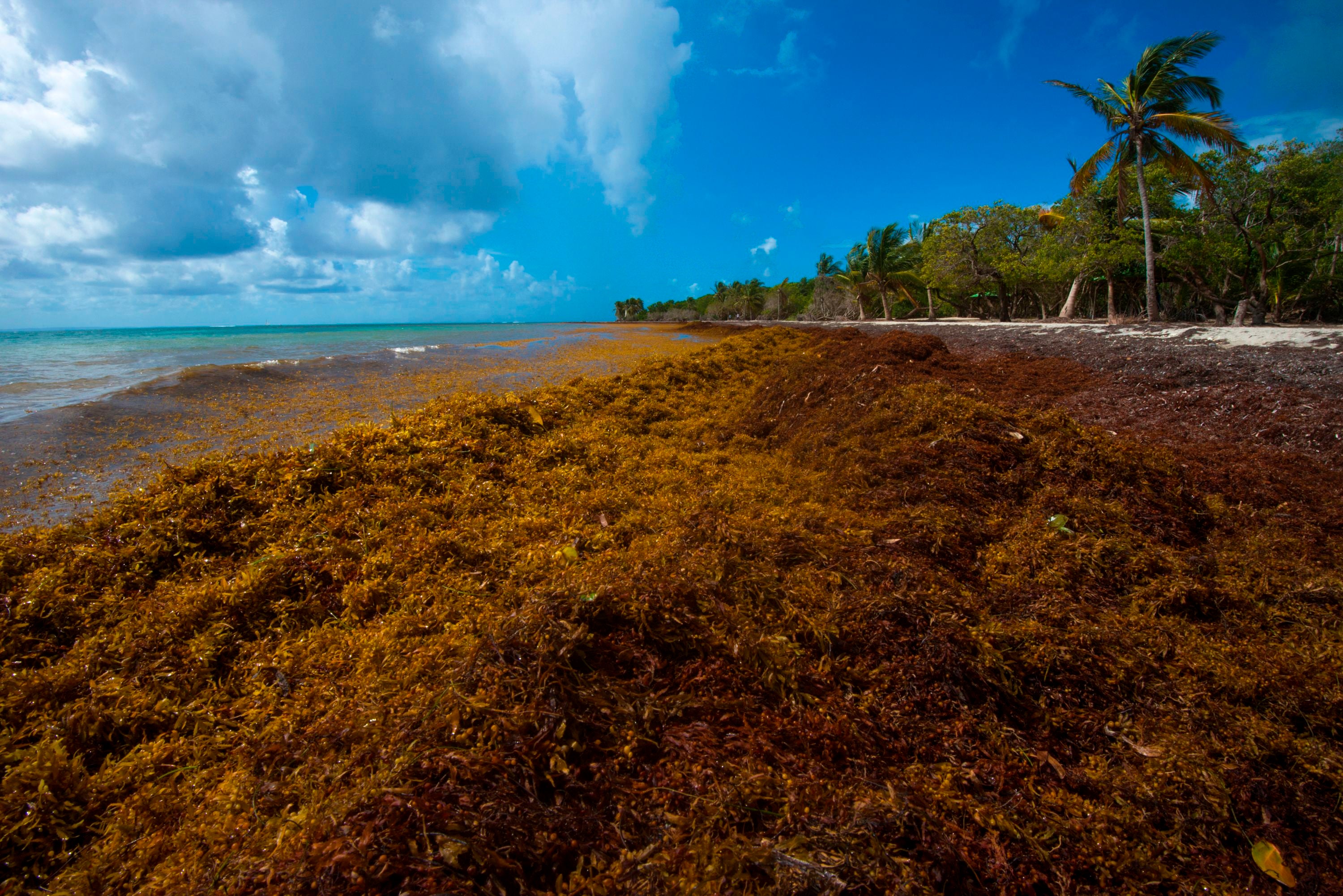 mounds of sargassum form on the salines beach in the city of le