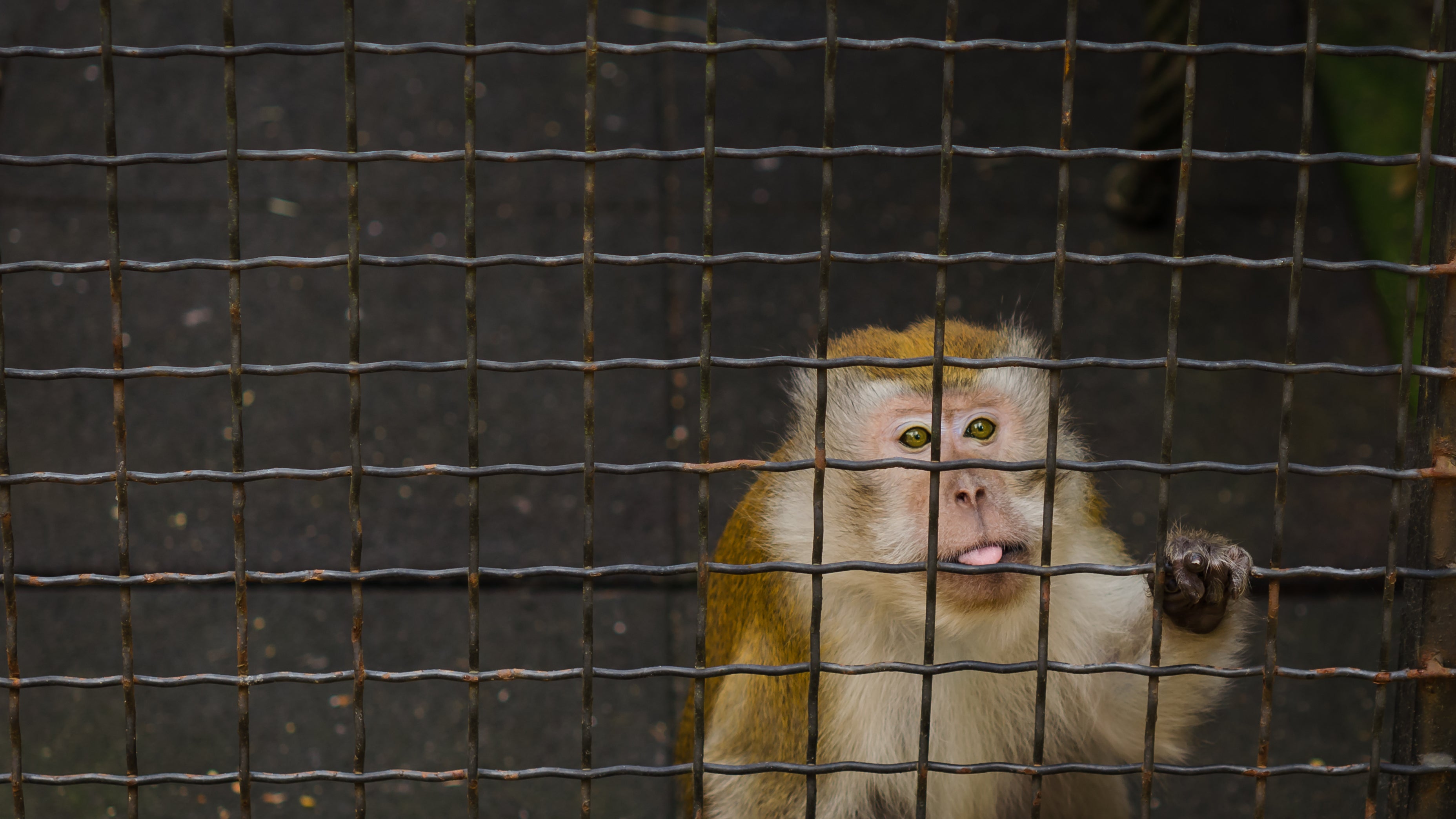 Ein Makake sitzt in einem K&auml;fig (Symbolbild)