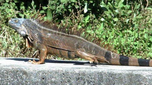 Burrowing Iguanas Helped Cause 1 8 Million In Damage In One Florida Town The Weather Channel Articles From The Weather Channel Weather Com