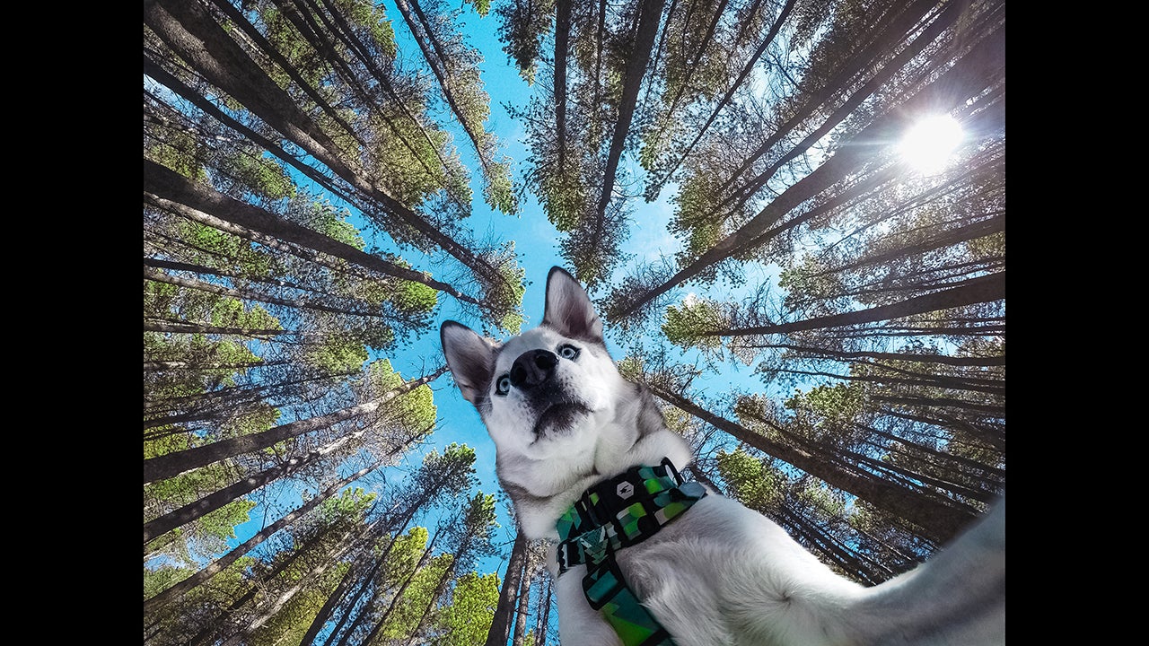 Frank Pantely's Instagram @Im_Gonna_Be_Frank started out with photos of landscapes, wildlife and the the night sky, but he quickly learned that photos of his first husky, Bear, got the most attention. His account is now dedicated to not one, but three of his pups: Bear, 3, Zella, 2.5 and Grizz, 1.