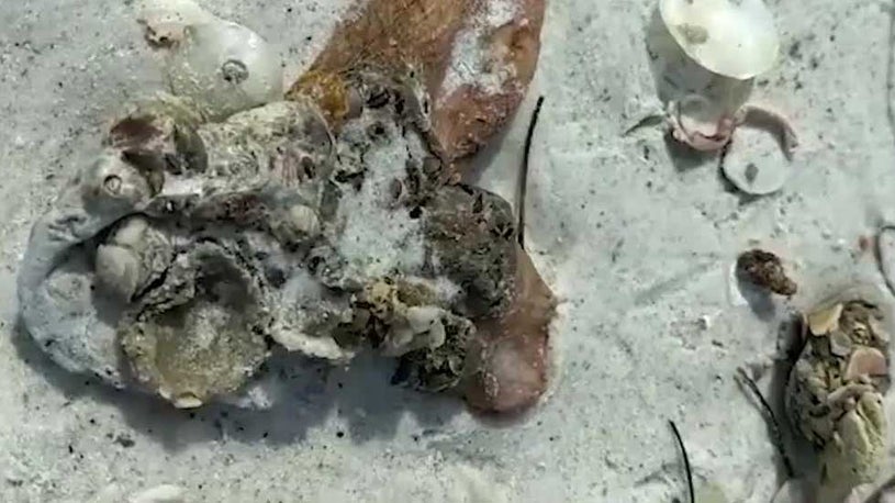 Far From Louisiana, Laura Has Brought Smelly Beaches to Florida