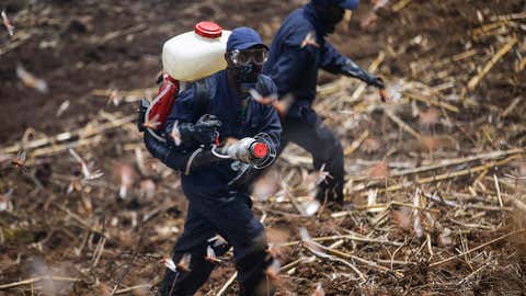 Members of the National Youth Service spray pesticide on locusts at a farm in Elburgon, in Nakuru county, Kenya, on March 17, 2021. (AP Photo/Brian Inganga)