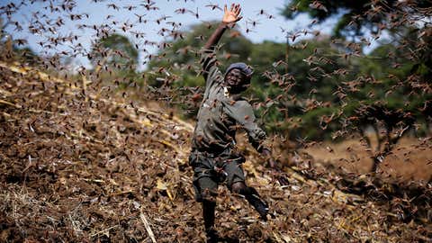 Stephen Mudoga, 12, the son of a farmer, chases away a swarm of locusts on his farm as he returns home from school at Elburgon, in Nakuru county, Kenya, on March 17, 2021. It's the beginning of the planting season in Kenya, but delayed rains have brought a small amount of optimism in the fight against the locusts, which pose an unprecedented risk to agriculture-based livelihoods and food security in the already fragile Horn of Africa region. (AP Photo/Brian Inganga)