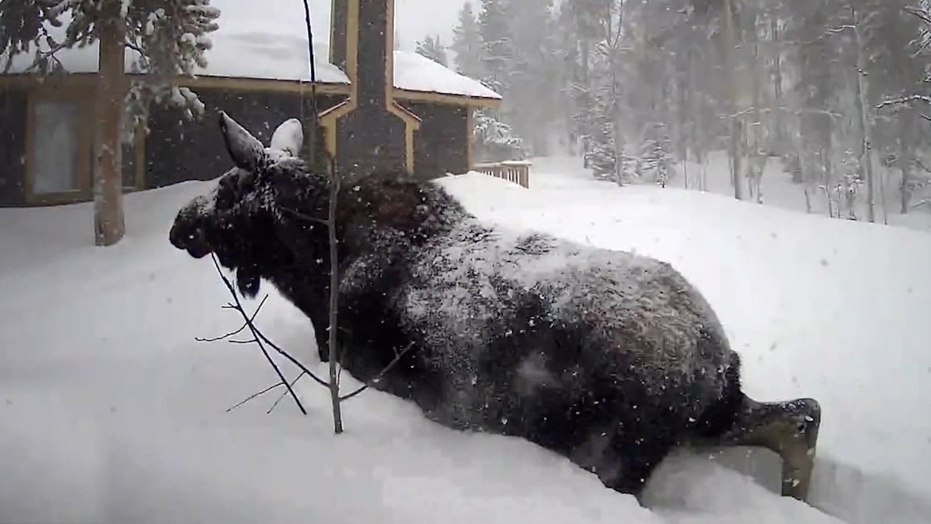 Travel Route ‘Moose-stake’ Leaves Animal Swimming In Snow – Videos from CBS26