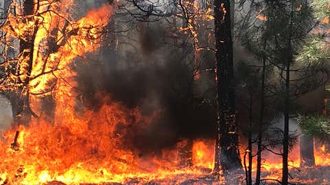 The Magnum Fire, which began on June 8, 2020, in the Kaibab National Forest in Arizona, had burned more than 30 square miles as of Sunday, June 14, 2020. (Kaibab National Forest)