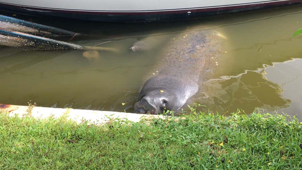 Manatee Exploding Record Number of Manatees Killed by Boats in Florida This Year | The ...