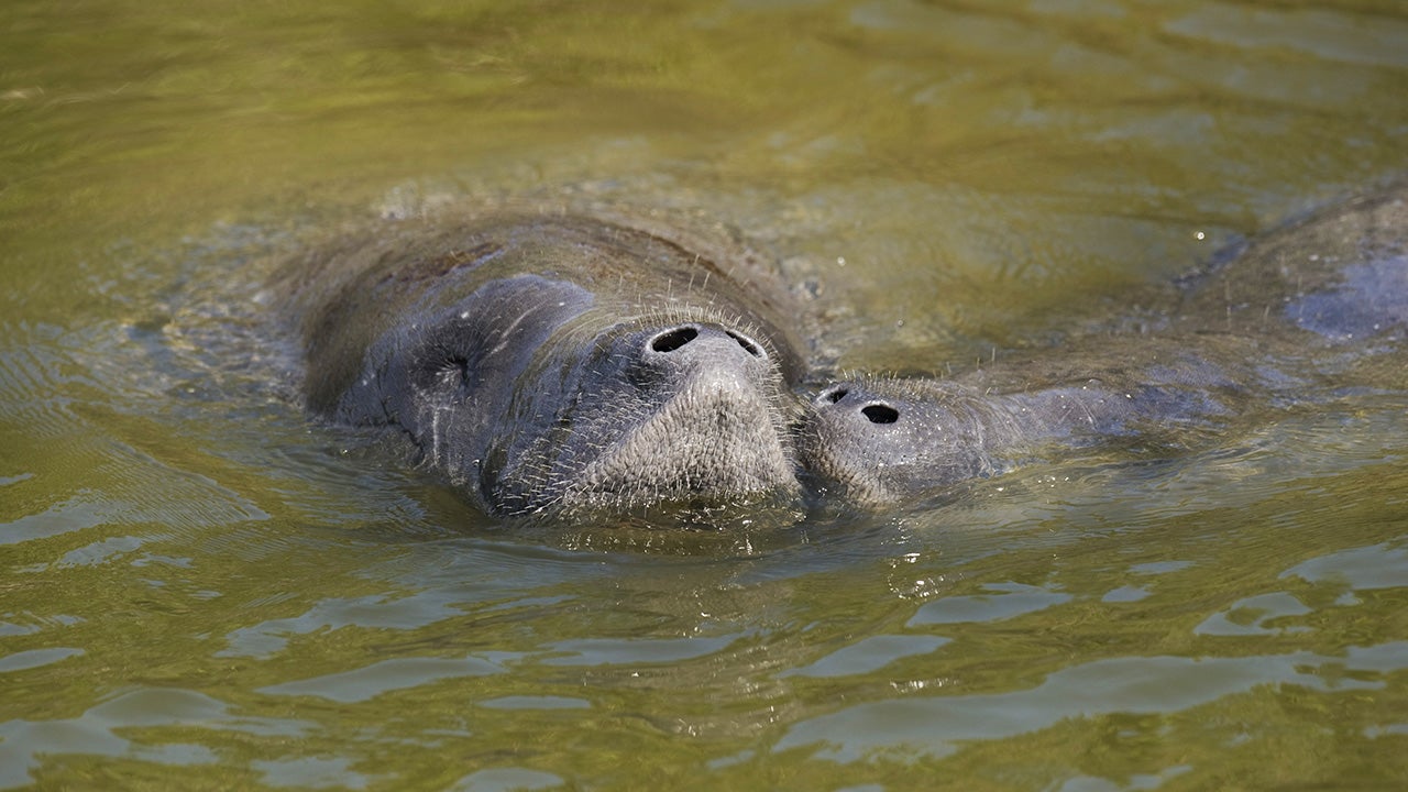 Florida Manatee Deaths Soar in Unusual Start to the Year | The Weather