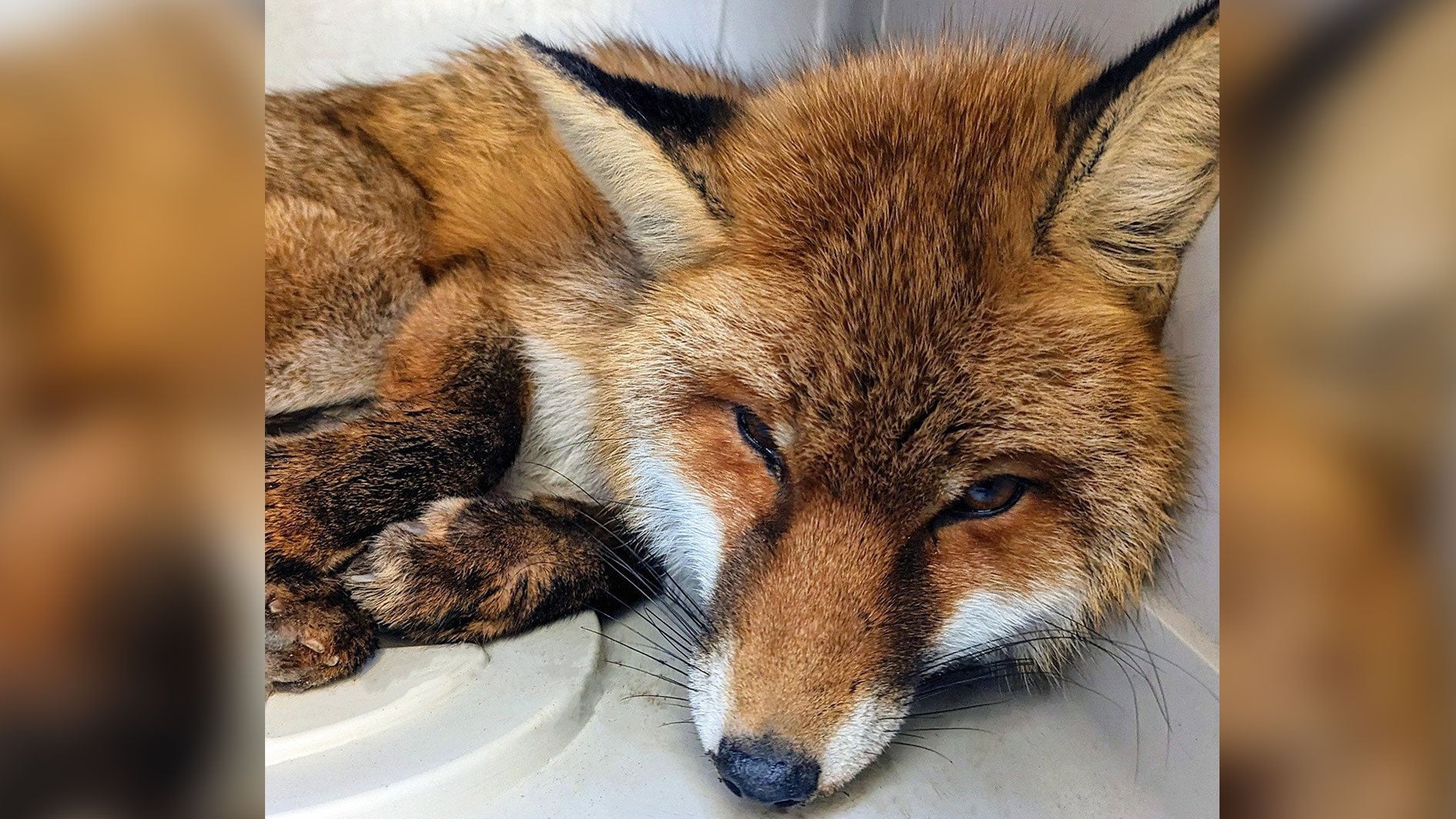 Bayern, M&uuml;nchen: Ein von der Feuerwehr geretteter Fuchs liegt in einer Kiste. Das Tier klemmte am Donnerstagmittag reglos mit dem Hinterlauf in einer Feuertreppe.