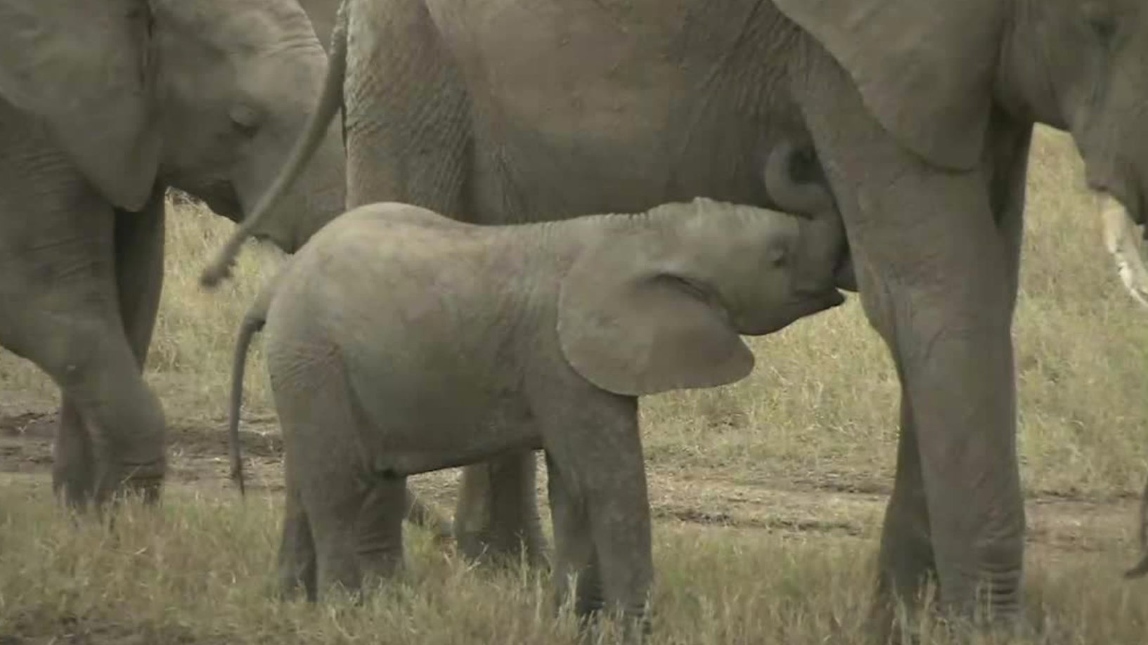 Best Animal Moms on Earth The Weather Channel