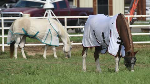 Horses with coverings to protect them from mosquitoes graze in a pasture at Iowa, Louisiana. Mosquitoes driven from southwest Louisiana's marshes by Hurricane Laura are killing cattle and horses. (Photo by Bruce Schultz/LSU AgCenter)