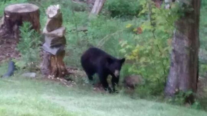 150Pound Black Bear Breaks Into Asheville, North Carolina, Home The