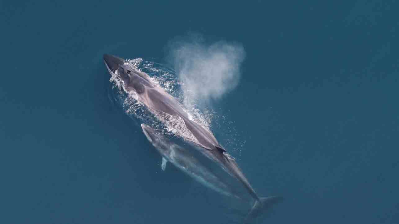NOAAwhales.jpeg?v=ap&w=980&h=551