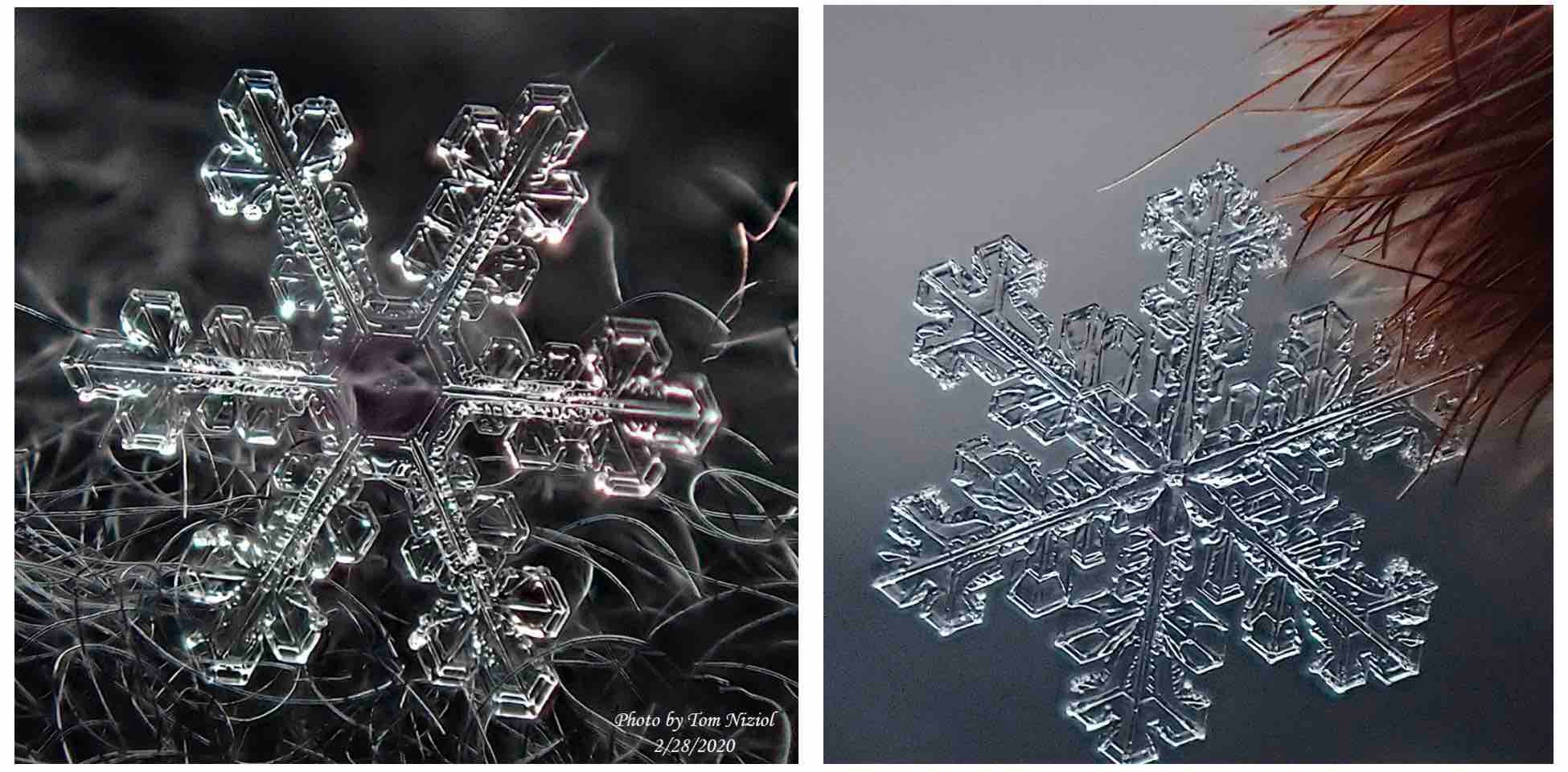 Photos of two dendritic snow crystals