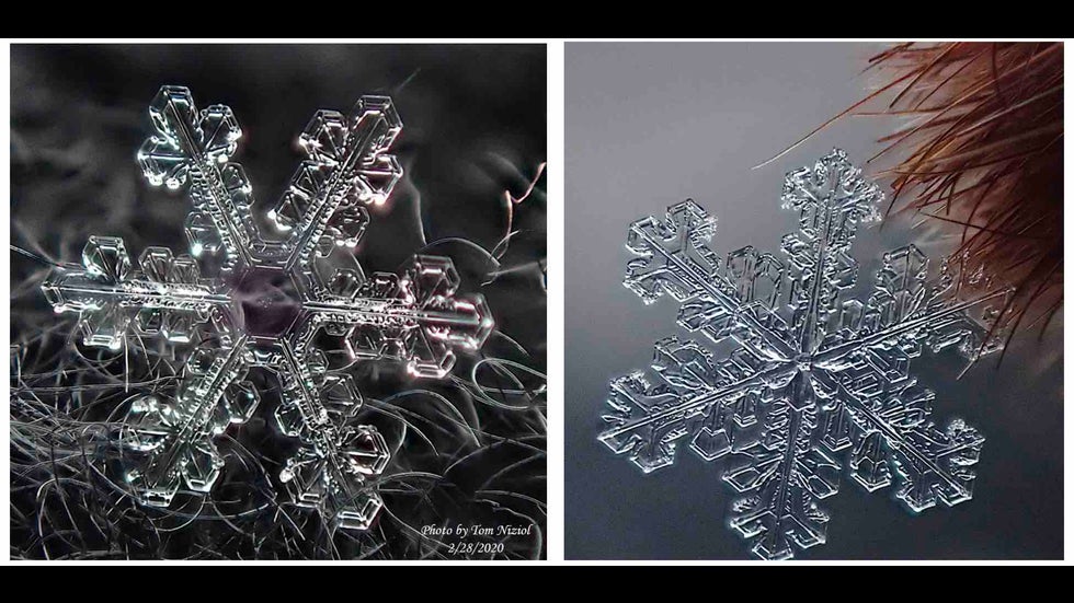 Photos of two dendritic snow crystals