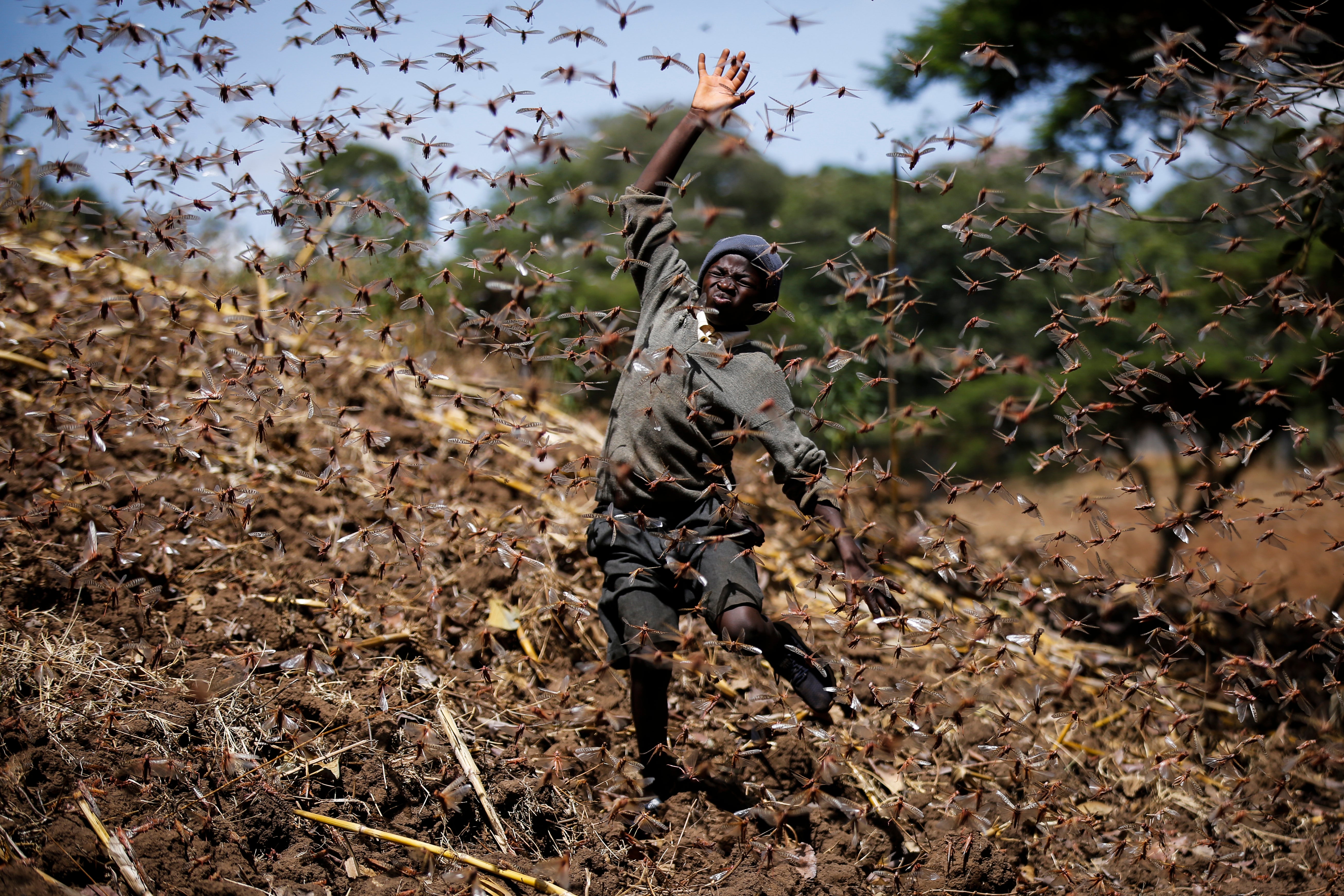 Stephen Mudoga, 12, the son of a farmer, tries to chase away a swarm of locusts on his farm as he returns home from school, at Elburgon, in Nakuru county, Kenya Wednesday, March 17, 2021. It's the beginning of the planting season in Kenya, but delayed rains have brought a small amount of optimism in the fight against the locusts, which pose an unprecedented risk to agriculture-based livelihoods and food security in the already fragile Horn of Africa region, as without rainfall the swarms will not breed. (AP Photo/Brian Inganga)